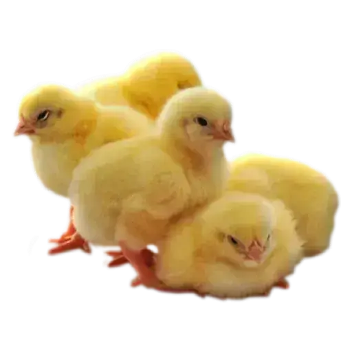Figurinhas Pintinho para whatsapp
