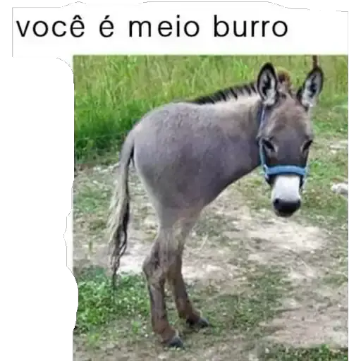 Figurinhas Voce e meio burro para whatsapp