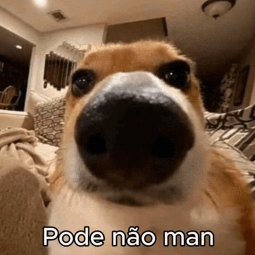 Figurinhas Cachorro engracado para whatsapp