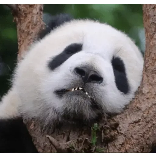 Figurinhas Panda para whatsapp