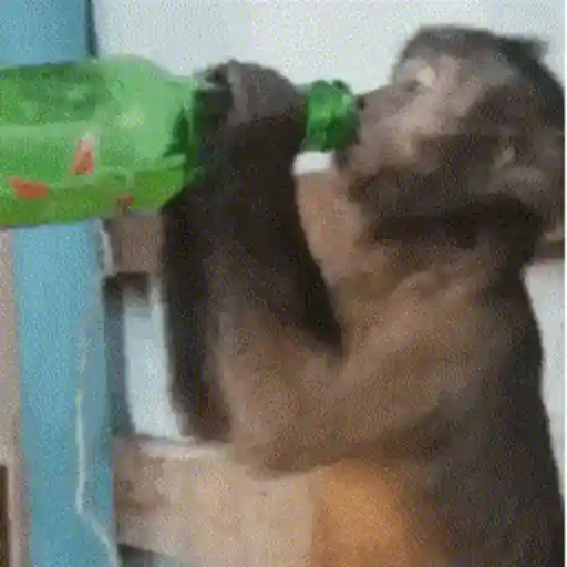Figurinhas Macaco para whatsapp