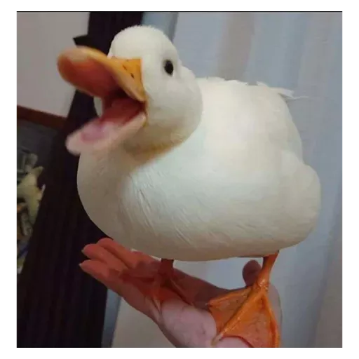 Figurinhas Patos para whatsapp