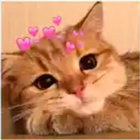 Figurinhas Gatos Engraçados para whatsapp