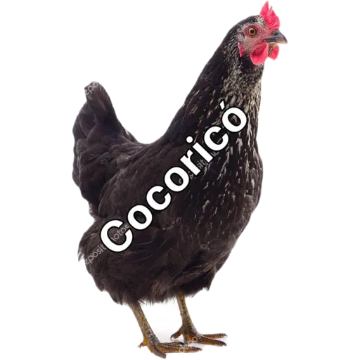 Figurinhas Cocorico para whatsapp