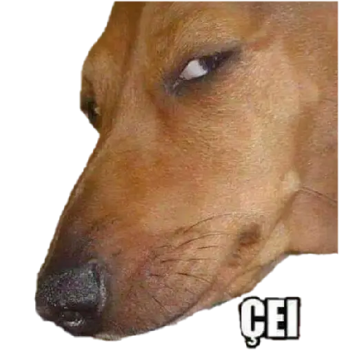 Figurinhas Sei para whatsapp