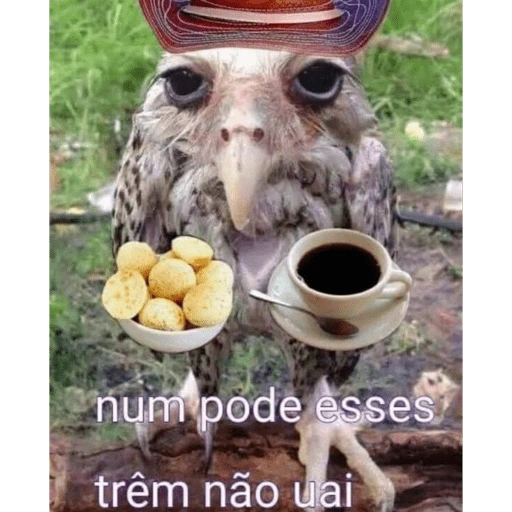 Figurinhas Coruja para whatsapp