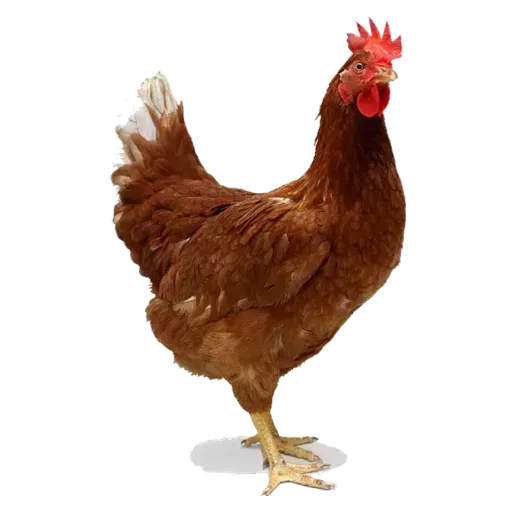 Figurinhas Galinhas para whatsapp