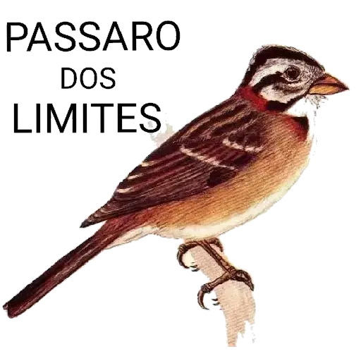 Figurinhas Passaro para whatsapp