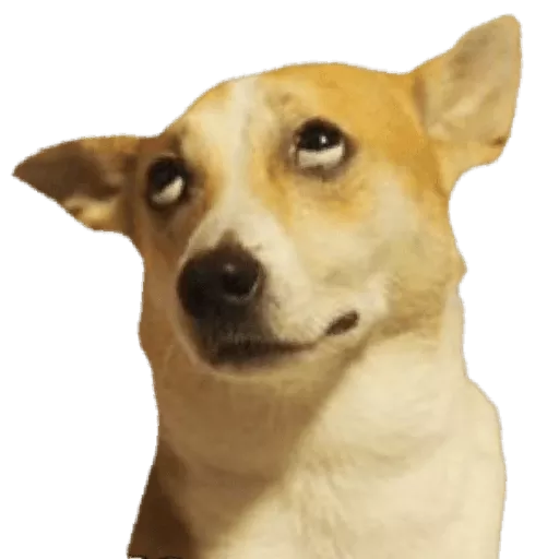 Figurinhas Cachorros Engraçados para whatsapp